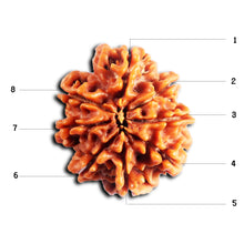 Load image into Gallery viewer, 8 Mukhi Nepalese Rudraksha - Bead No. 444