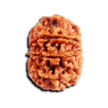 Load image into Gallery viewer, 8 Mukhi Nepalese Rudraksha - Bead No. 444