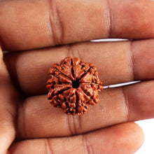Load image into Gallery viewer, 8 Mukhi Nepalese Rudraksha - Bead No. 445