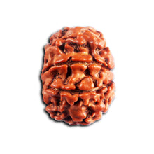 Load image into Gallery viewer, 8 Mukhi Nepalese Rudraksha - Bead No. 445