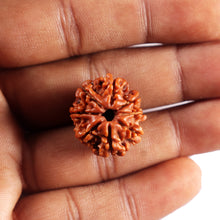 Load image into Gallery viewer, 8 Mukhi Nepalese Rudraksha - Bead No.446