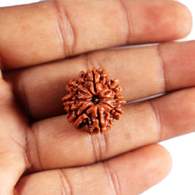 Load image into Gallery viewer, 8 Mukhi Nepalese Rudraksha - Bead No.448