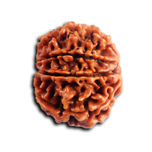 Load image into Gallery viewer, 8 Mukhi Nepalese Rudraksha - Bead No. 449