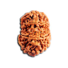Load image into Gallery viewer, 8 Mukhi Nepalese Rudraksha - Bead No. 450