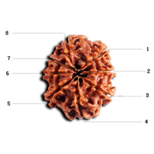 Load image into Gallery viewer, 8 Mukhi Nepalese Rudraksha - Bead No.451