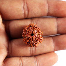 Load image into Gallery viewer, 8 Mukhi Nepalese Rudraksha - Bead No.451