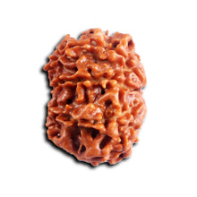 Load image into Gallery viewer, 8 Mukhi Nepalese Rudraksha - Bead No.451