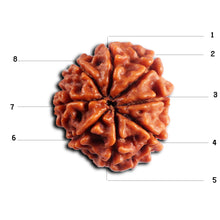 Load image into Gallery viewer, 8 Mukhi Nepalese Rudraksha - Bead No. 452