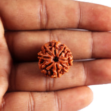 Load image into Gallery viewer, 8 Mukhi Nepalese Rudraksha - Bead No. 452