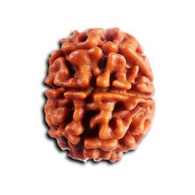 Load image into Gallery viewer, 8 Mukhi Nepalese Rudraksha - Bead No. 452