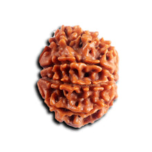 Load image into Gallery viewer, 8 Mukhi Nepalese Rudraksha - Bead No. 453