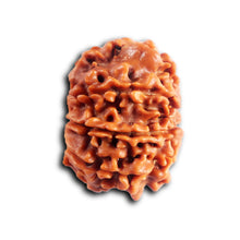 Load image into Gallery viewer, 8 Mukhi Nepalese Rudraksha - Bead No.454