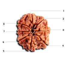 Load image into Gallery viewer, 8 Mukhi Nepalese Rudraksha - Bead No. 455