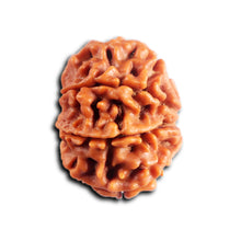 Load image into Gallery viewer, 8 Mukhi Nepalese Rudraksha - Bead No. 455