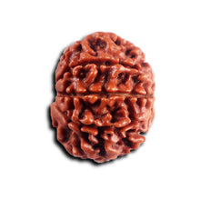 Load image into Gallery viewer, 8 Mukhi Nepalese Rudraksha - Bead No. 456