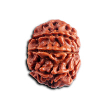 Load image into Gallery viewer, 8 Mukhi Nepalese Rudraksha - Bead No. 456