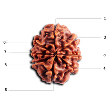 Load image into Gallery viewer, 8 Mukhi Nepalese Rudraksha - Bead No. 447