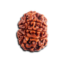 Load image into Gallery viewer, 8 Mukhi Nepalese Rudraksha - Bead No. 457