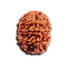 Load image into Gallery viewer, 8 Mukhi Nepalese Rudraksha - Bead No. 458