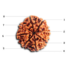 Load image into Gallery viewer, 8 Mukhi Nepalese Rudraksha - Bead No.459
