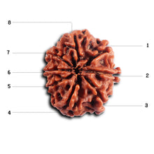 Load image into Gallery viewer, 8 Mukhi Nepalese Rudraksha - Bead No. 461