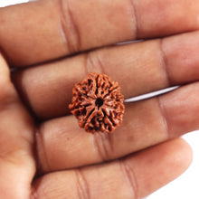 Load image into Gallery viewer, 8 Mukhi Nepalese Rudraksha - Bead No. 461