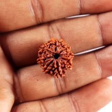 Load image into Gallery viewer, 8 Mukhi Nepalese Rudraksha - Bead No. 462