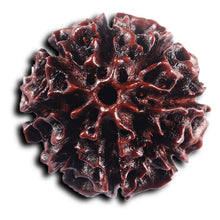 Load image into Gallery viewer, 8 Mukhi Hybrid Rudraksha - Bead No. 47