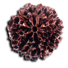 Load image into Gallery viewer, 8 Mukhi Hybrid Rudraksha - Bead No. 49