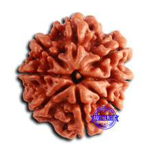 Load image into Gallery viewer, 8 Mukhi Nepalese Rudraksha - Bead No. 377