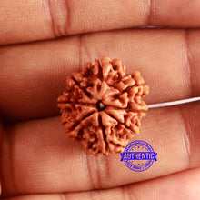 Load image into Gallery viewer, 8 Mukhi Nepalese Rudraksha - Bead No. 377