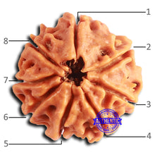 Load image into Gallery viewer, 8 Mukhi Nepalese Rudraksha - Bead No. 378