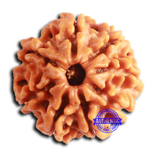 Load image into Gallery viewer, 8 Mukhi Nepalese Rudraksha - Bead No. 378