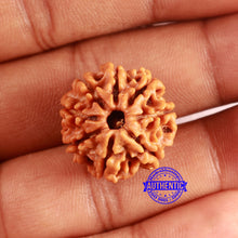 Load image into Gallery viewer, 8 Mukhi Nepalese Rudraksha - Bead No. 378