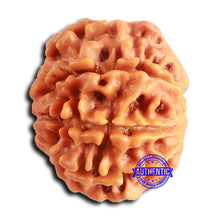 Load image into Gallery viewer, 8 Mukhi Nepalese Rudraksha - Bead No. 378