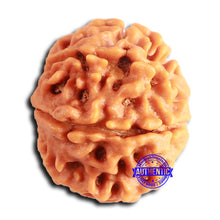 Load image into Gallery viewer, 8 Mukhi Nepalese Rudraksha - Bead No. 378