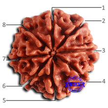 Load image into Gallery viewer, 8 Mukhi Nepalese Rudraksha - Bead No. 379