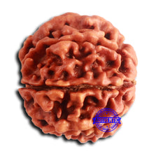 Load image into Gallery viewer, 8 Mukhi Nepalese Rudraksha - Bead No. 379
