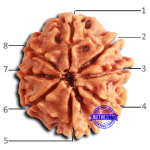 Load image into Gallery viewer, 8 Mukhi Nepalese Rudraksha - Bead No. 380