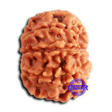 Load image into Gallery viewer, 8 Mukhi Nepalese Rudraksha - Bead No. 380