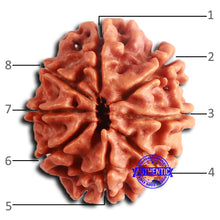 Load image into Gallery viewer, 8 Mukhi Nepalese Rudraksha - Bead No. 381