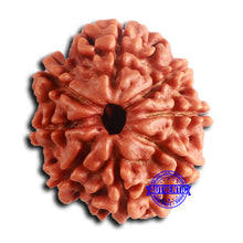 Load image into Gallery viewer, 8 Mukhi Nepalese Rudraksha - Bead No. 381
