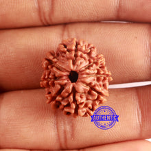 Load image into Gallery viewer, 8 Mukhi Nepalese Rudraksha - Bead No. 381