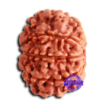 Load image into Gallery viewer, 8 Mukhi Nepalese Rudraksha - Bead No. 381