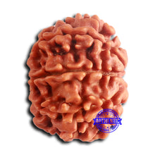 Load image into Gallery viewer, 8 Mukhi Nepalese Rudraksha - Bead No. 381