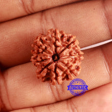 Load image into Gallery viewer, 8 Mukhi Nepalese Rudraksha - Bead No. 382