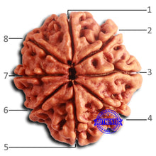 Load image into Gallery viewer, 8 Mukhi Nepalese Rudraksha - Bead No. 383