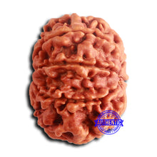 Load image into Gallery viewer, 8 Mukhi Nepalese Rudraksha - Bead No. 383