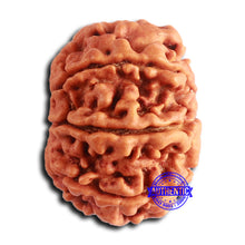 Load image into Gallery viewer, 8 Mukhi Nepalese Rudraksha - Bead No. 383