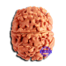 Load image into Gallery viewer, 8 Mukhi Nepalese Rudraksha - Bead No. 384